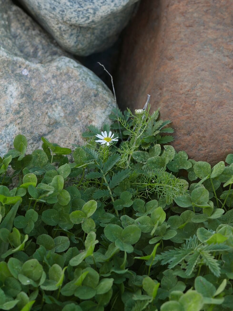 Hvit blomst i steinrøys med grønne kløver foran. 