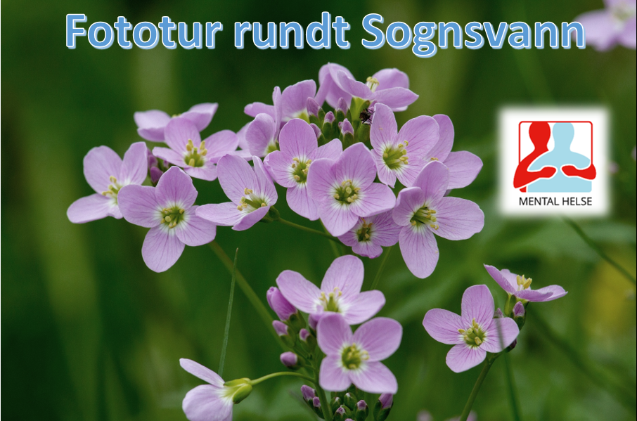 Lilla blomster med grønn bakgrunn. Teksten "Fototur rundt Sognsvann" og logoen til Mental Helse